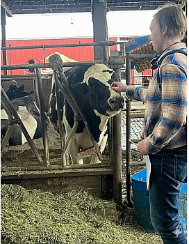 A student pets a cow.