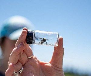 A bee in a small glass container, held by a human.
