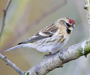 Lesser Redpoll (Carduelis cabaret) stock photo