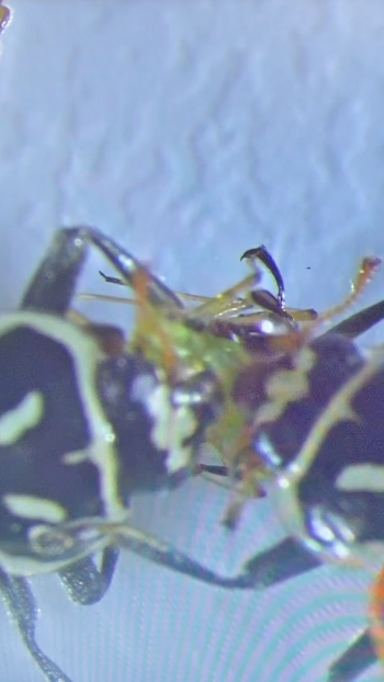 Up-close view using a microscope of two ladybeetles and an aphid.