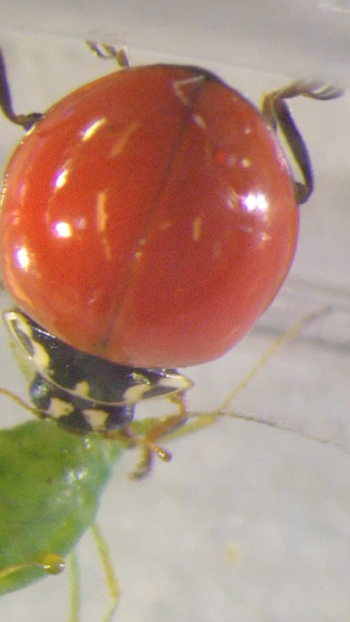 Up-close view using a microscope of a ladybeetle and an aphid.