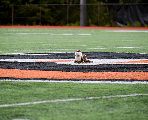 River otter plush sitting in the middle of the football field.