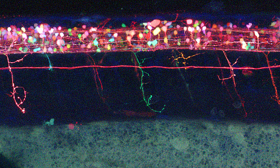 A zebrafish spinal cord, which shows multicolor motor neurons and their axons projecting from the zebrafish spinal cord. A red lateral li...