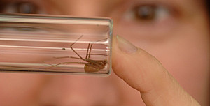Associate Professor of Biology Greta Binford holds a spider specimen